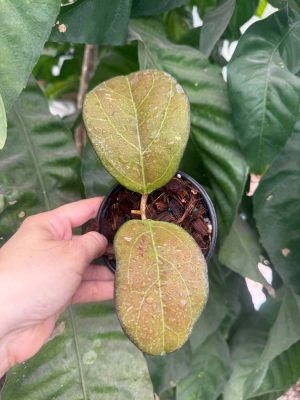 Hoya AH-041 (4" pot) - Image 2
