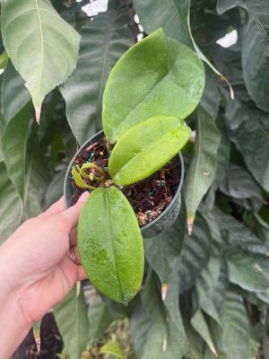 Hoya monetteae IML 1774 (5" pot) - Image 2