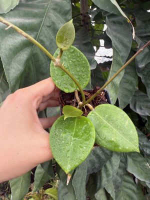 Hoya verticillata 'Dai Tung' (2.5" pot) - Image 2