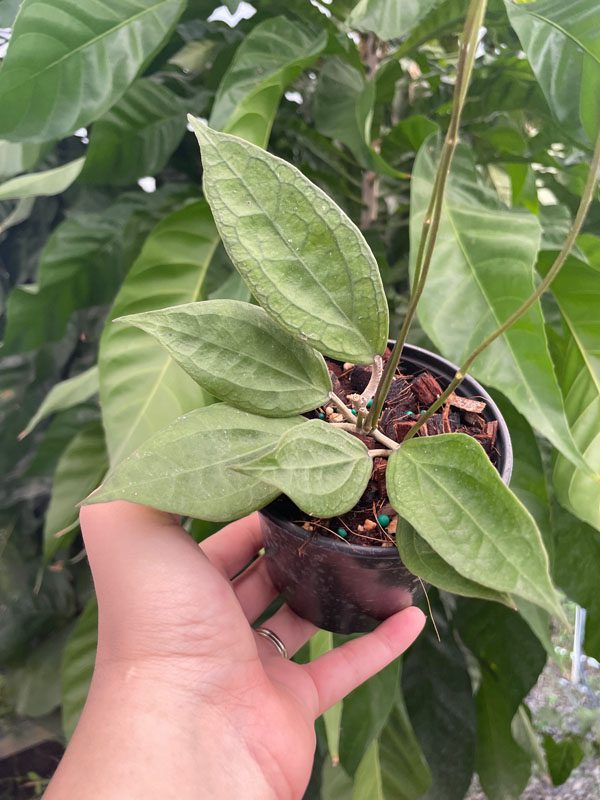 Hoya ‘Tequila Sunrise’ MB-1280-H (4″ pot) – Gardino Nursery