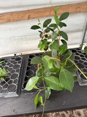 Hoya australis ‘Kapoho’ (4" pot SEEDLING) oversized - Image 2
