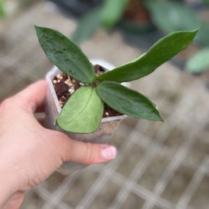 Hoya vangviengiensis (3.5" pot)