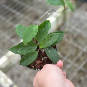 Hoya 'Ligia' RHM 002 (4" pot)