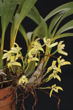 Maxillaria ubatubana (3" pot) - Image 3