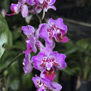 Phalaenopsis Formosa Cranberry 'Wilson' (Peloric) (3" pot)