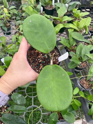 Hoya 'kerrii x meliflua' (4" pot) - Image 3