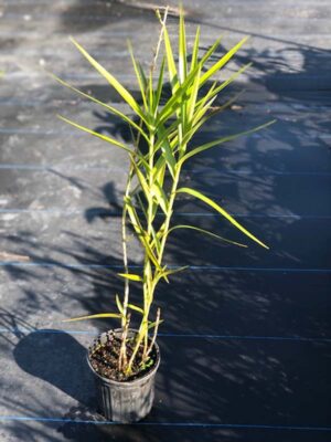 Arundina graminifolia - Bamboo Ground Orchid (6" pot) - Image 3