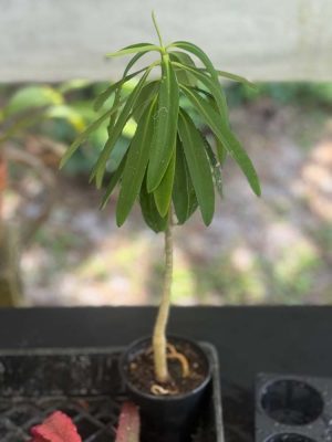 Euphorbia punicea - Jamaican Poinsettia (4" pot) - Image 2