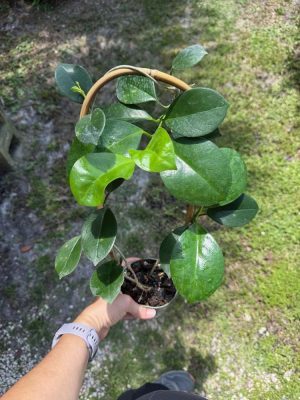 Hoya australis ‘Kapoho’ (4" pot SEEDLING) oversized - Image 2