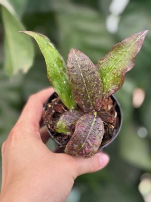 Hoya buntokensis (3" pot) - Image 2