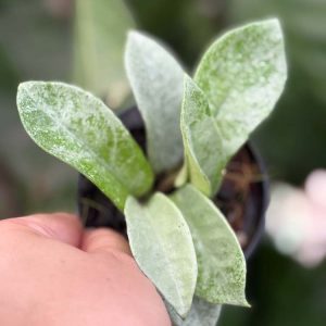 Hoya carnosa 'Nova Ghost' (3" pot)
