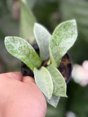Hoya carnosa 'Nova Ghost' (3" pot)