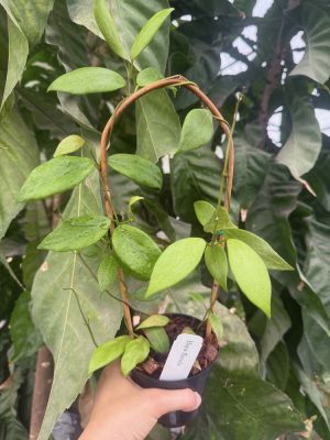Hoya flavida (4" pot) - Image 2