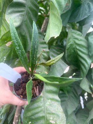 Hoya sulawesiana (3" pot) - Image 2