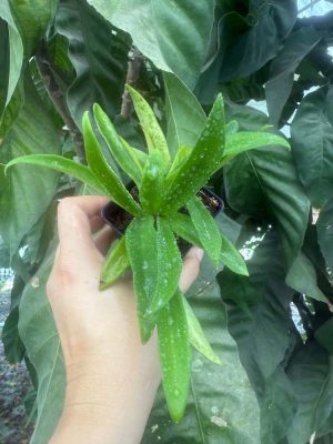Hoya 'Minibelle' EPC-931 (2.5" pot) (blemishes) - Image 2