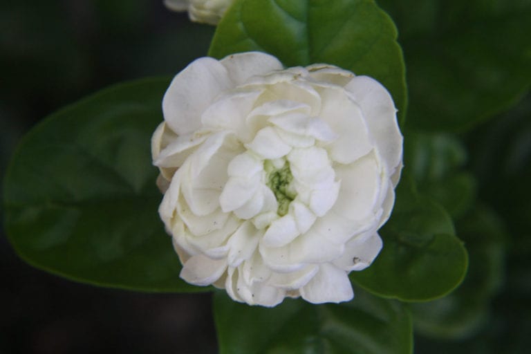 Jasminum sambac ‘Grand Duke of Tuscany’ Arabian Jasmine