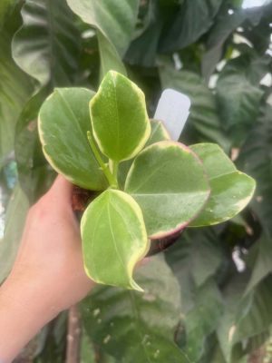 Hoya subquintuplinervis (outer-variegated) (fka pachyclada) (4" pot) - Image 2