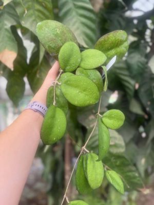 Hoya vitellina EPC-881 (5" pot) (ugly duckling) - Image 2
