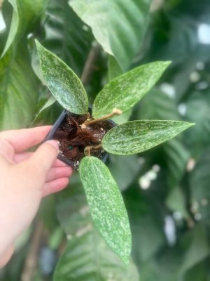 Hoya 'Rangsan' (2.5" pot) - Image 2