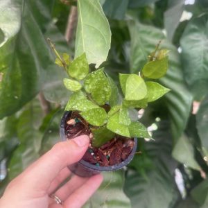 Hoya 'My Little Runaway' RHM-023-01 (3" pot)