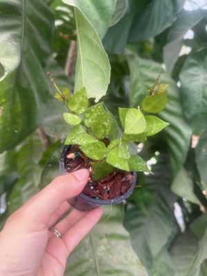 Hoya 'My Little Runaway' RHM-023-01 (3" pot)
