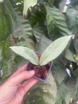 Hoya pubicalyx 'Pink Silver Ghost' (2.5" pot) - Image 2