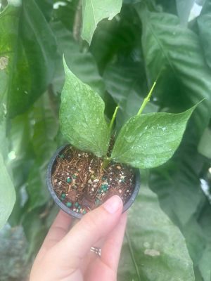 Hoya polyneura (full silver) (3" pot) - Image 2