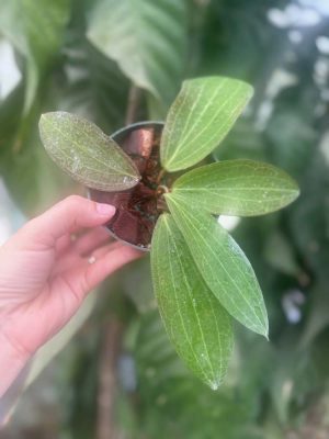 Hoya persicina (4" pot) (dollar add-on) (ONE add-on PER PERSON, extras WILL be removed from order) - Image 2