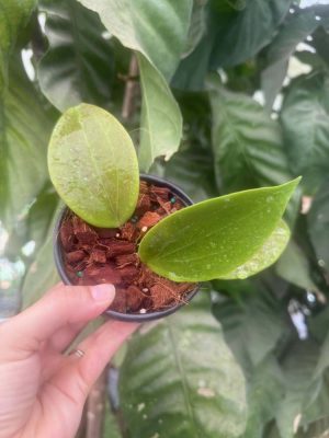 Hoya 'Russell' (4" pot) (dollar add-on) (ONE add-on PER PERSON, extras WILL be removed from order) - Image 2