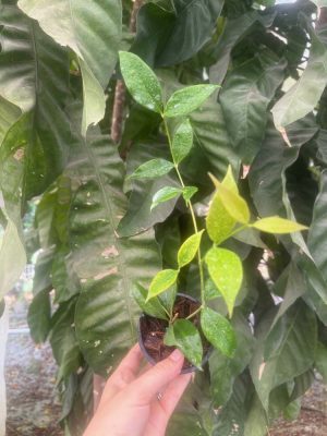 Hoya odorata (3" pot) (dollar add-on) (ONE add-on PER PERSON, extras WILL be removed from order) - Image 2