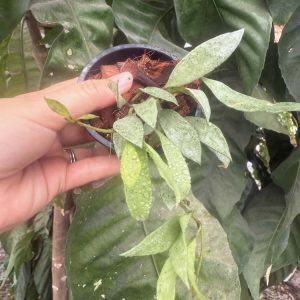 Hoya lacunosa (silver long leaves) (3" pot) (dollar add-on) (ONE add-on PER PERSON, extras WILL be removed from order)
