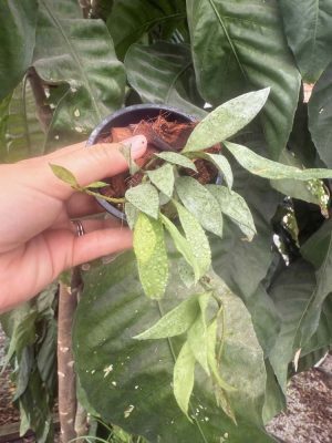 Hoya lacunosa (silver long leaves) (3" pot) (dollar add-on) (ONE add-on PER PERSON, extras WILL be removed from order)