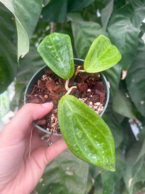 Hoya sp. UT-033 EPC-705 (4" pot) (dollar add-on) (ONE add-on PER PERSON, extras WILL be removed from order) - Image 2