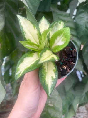 Hoya carnosa ‘Krimson Princess’ (4" pot) (dollar add-on) (ONE add-on PER PERSON, extras WILL be removed from order) - Image 2