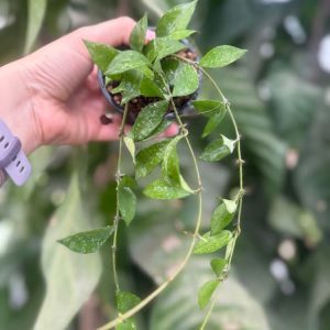 REVERTED Hoya lacunosa ‘Louisa’s Silver’ (3″ pot) (dollar add-on) (ONE add-on PER PERSON, extras WILL be removed from order)