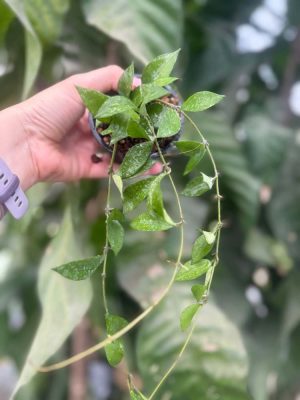 REVERTED Hoya lacunosa ‘Louisa’s Silver’ (3″ pot) (dollar add-on) (ONE add-on PER PERSON, extras WILL be removed from order)