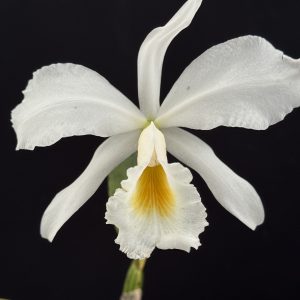 Cattleya jenmanii var. alba (Please, email us for availability)