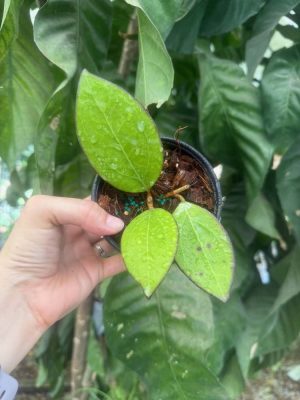 Hoya MB-1497 (H. erythrina x H. 'Genieve' (MB 1141)) (4" pot) (dollar add-on) (ONE add-on PER PERSON, extras WILL be removed from order) - Image 2