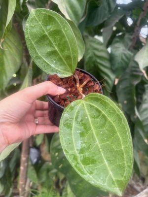 Hoya latifolia (Sarawak/pink flowers) (4" pot) (dollar add-on) (ONE add-on PER PERSON, extras WILL be removed from order) - Image 2