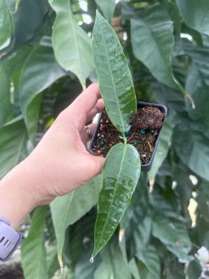 Hoya surisana (2.5" pot) - Image 2