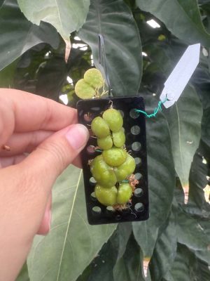 Dischidia cochleata (mounted)