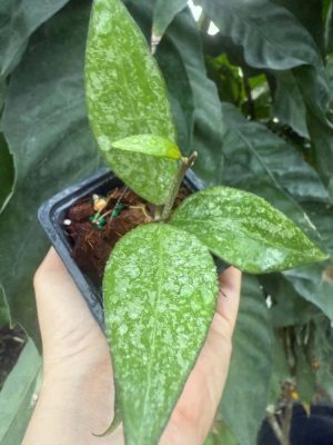 Hoya verticillata splash MA-20 (2.5" pot) - Image 2