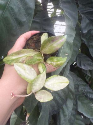 Hoya walliniana (variegated) (3" pot) - Image 2