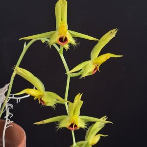 Catasetum osculatum (email for availability)