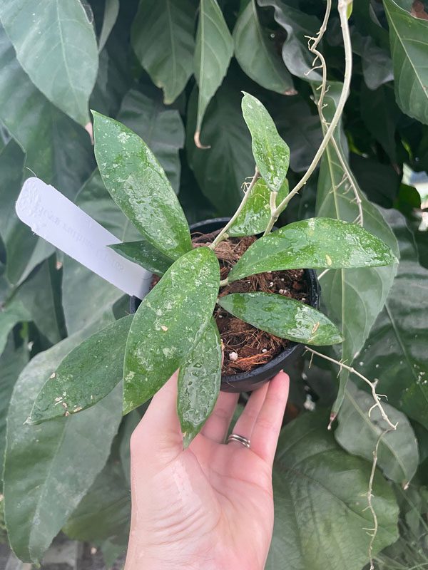 Hoya ruthiae UT-168 (4″ pot) (check back later) – Gardino Nursery