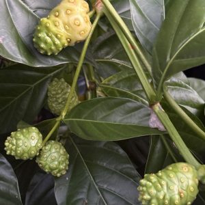 Morinda citrifolia - Noni (Please, email us for availability)