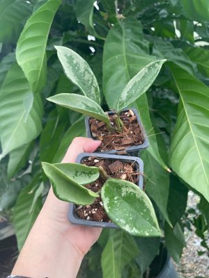 Hoya AH-074 (2.5" pot) - Image 2