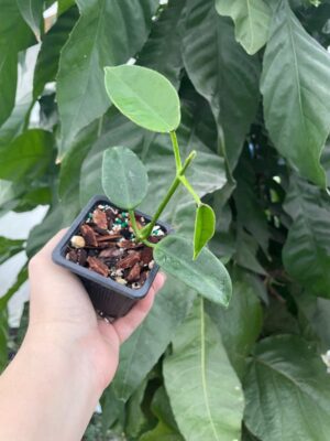 Hoya 'Ruthie' (2.5" pot) - Image 3