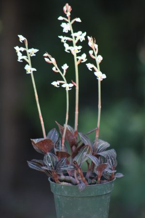 Ludisia discolor - Jewel Orchid (4" pot) - Image 7