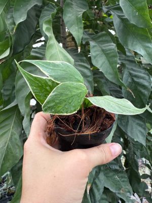 Hoya polyneura outer-variegated (3" pot) - Image 2